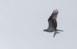 osprey4_catch_blog