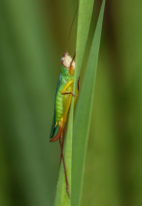 Handsome Meadow Katydid