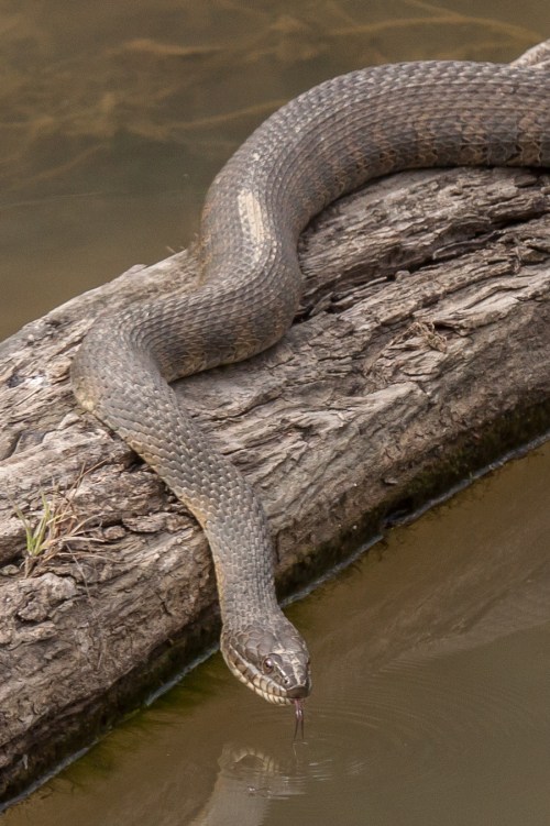 Northern Watersnake