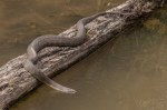 Northern Watersnake