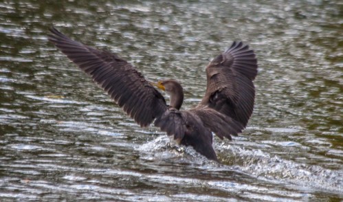 Double-crested Cormorant