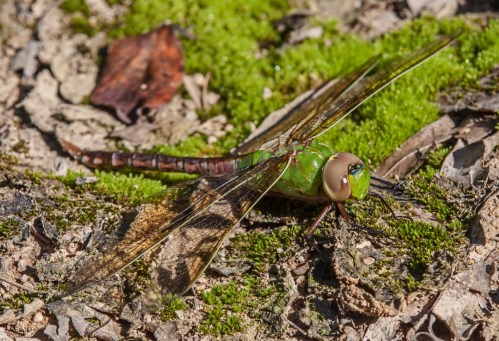 Common Green Darner