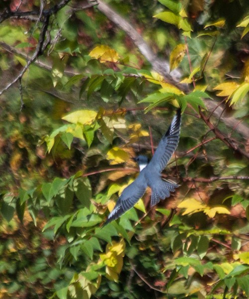 Belted Kingfisher
