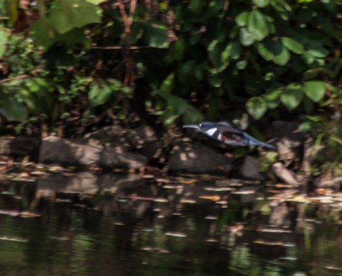 Belted Kingfisher