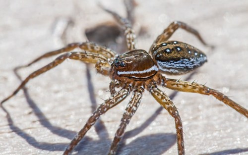 Six-spotted Fishing Spider