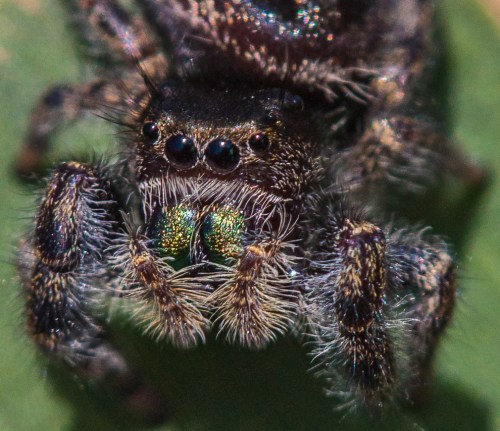 Bold Jumping Spider