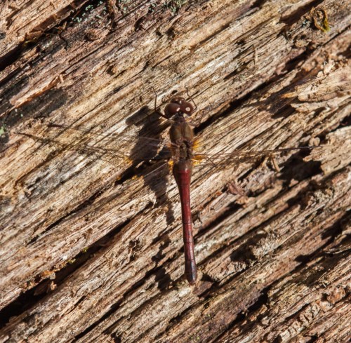 female Autumn Meadowhawk