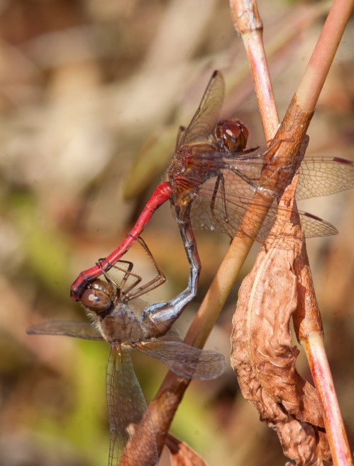 Autumn Meadowhawk mating