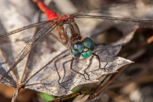 Blue-faced Meadowhawk