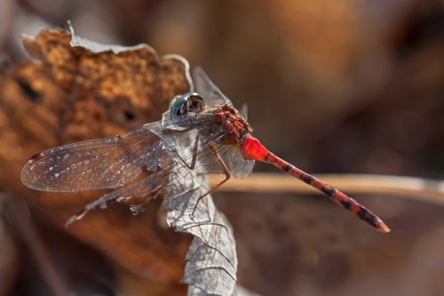 Blue-faced Meadwhawk