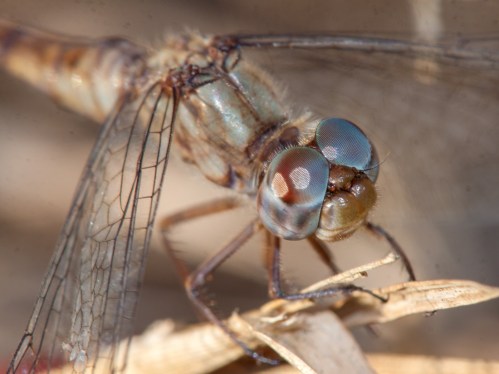 female Blue-faced Meadowhawk