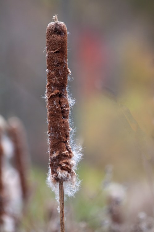 autumn cattail