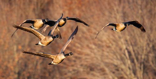 Canada Geese in flight