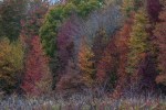 foliage1_nov_blog