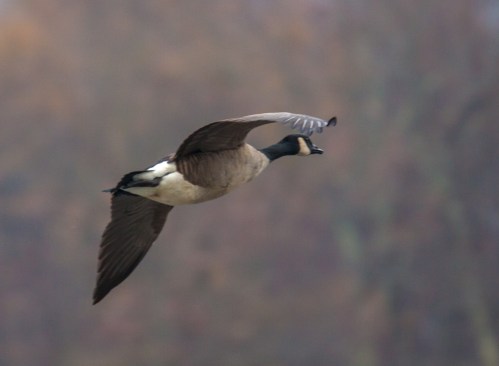 Canada Goose