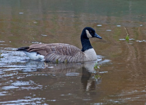 Canada Goose