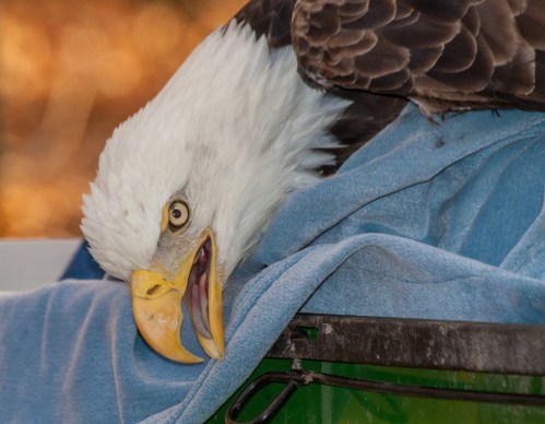 Bald Eagle rescue