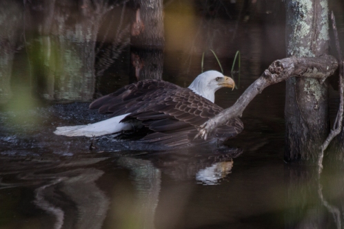 Bald Eagle rescue