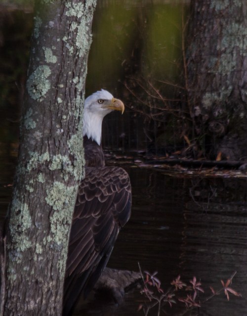 Bald Eagle