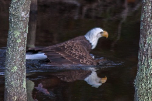 Bald Eagle