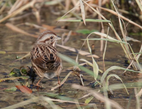 White-throated Sparrow