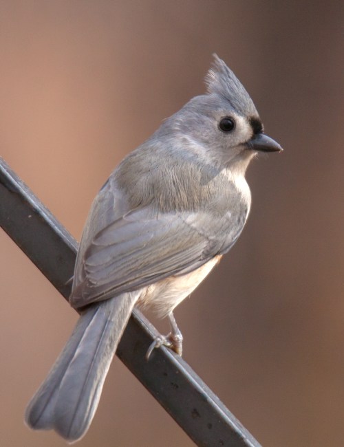 Tufted Titmouse
