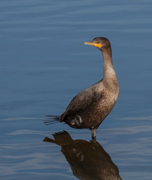 Double-crested Cormorant