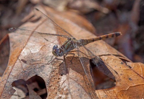Blue-faced Meadowhawk