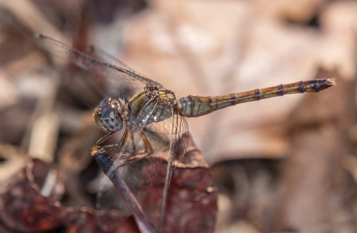 Blue-faced Meadowhawk