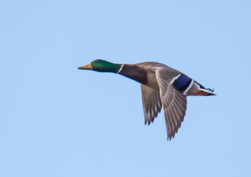 Mallard in flight