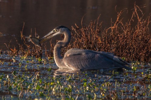 Great Blue Heron