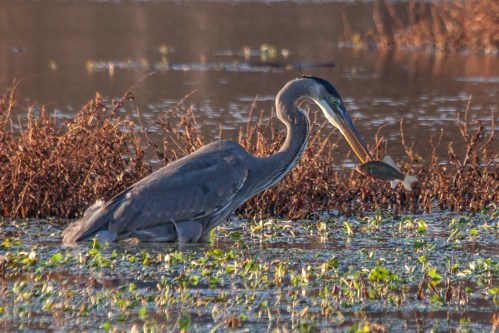 Great Blue Heron