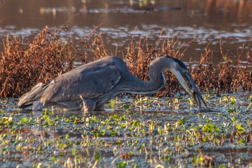 Great Blue Heron