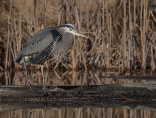 Great Blue Heron