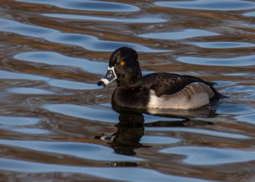 Ring-necked Duck
