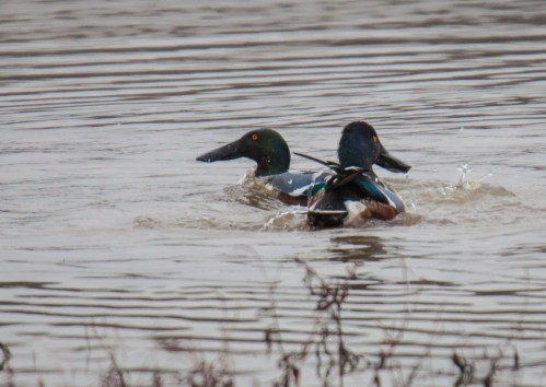 Northern Shovelers