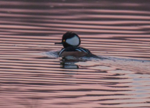 Hooded Merganser