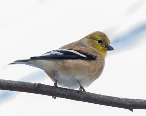 American Goldfinch