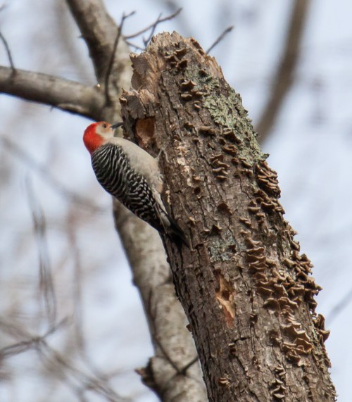 Red-bellied Woodpecker