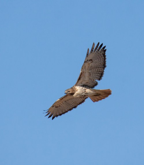 Red-tailed Hawk