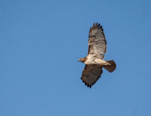 Red-tailed Hawk