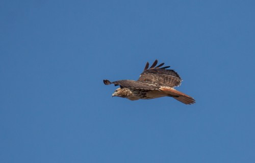 Red-tailed Hawk