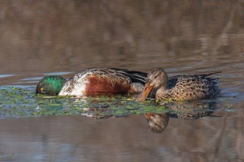 Northern Shoveler
