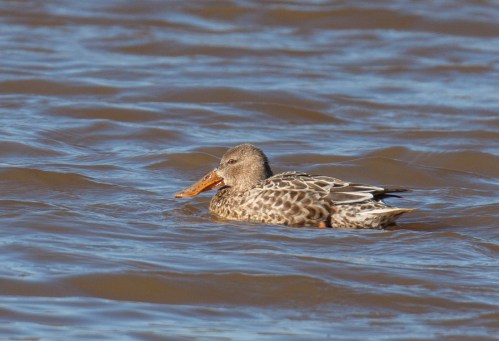 female Northern Shoveler