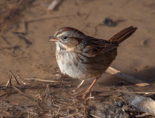 Swamp Sparrow