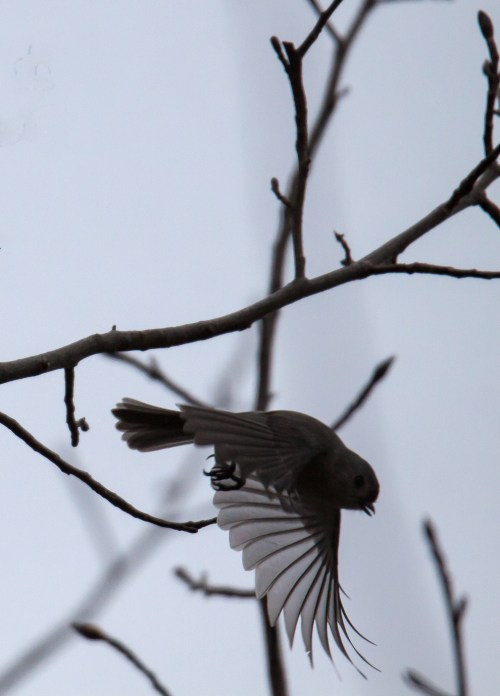 Tufted Titmouse