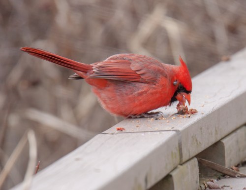Northern Cardinal