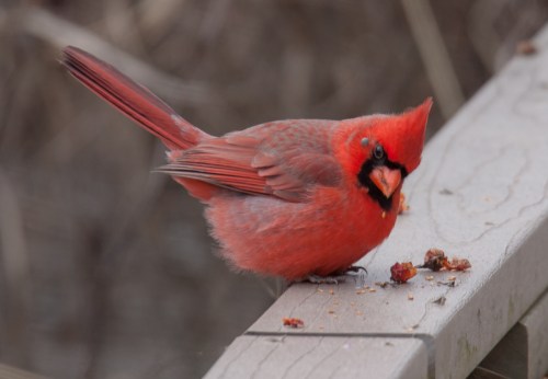 Northern Cardinal
