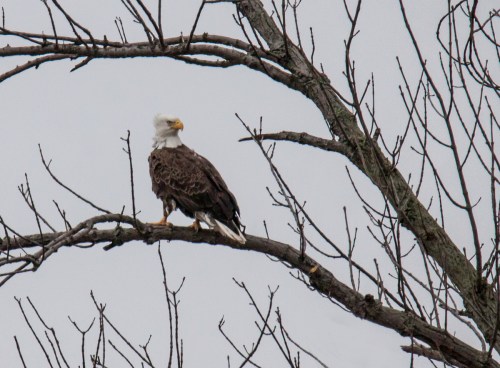 Bald Eagle