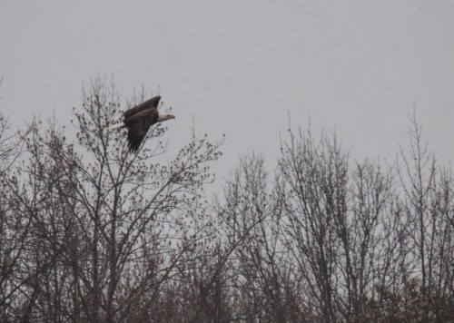 Bald Eagle